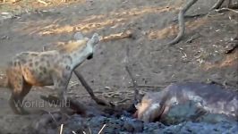 مستند راز بقا  نبرد خونین حیوانات  Hyena attacking the animals