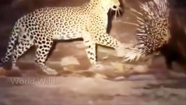 مستند راز بقا  نبرد خونین حیوانات  Hyena vs Leopards and Cheetahs