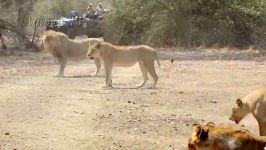 مستند راز بقا  نبرد خونین حیوانات  Buffalo vs Lion