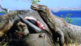 مستند راز بقا  نبرد خونین حیوانات  Komodo Dragon vs Buffalo