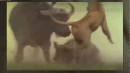 بوفالو به شیر حمله می کند جنگ بوفالو دیوانه در مقابل شیر