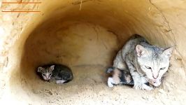پسران بدوی ، گربه های خانوادگی را حمله پایتون نجات می دهند