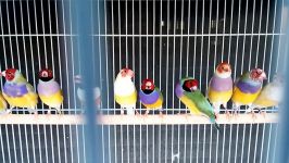 Gouldian Finches Mutations  Best Finch