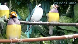 Finch Diaries  Twenty Relaxing Finch Minutes March 26 2015