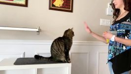 با کلیکر هر چه می خواهید به گربه خود آموزش دهید
