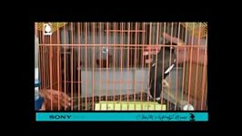 فیلم موبایلی مرغ مینا، راه یافته بخش اصلی