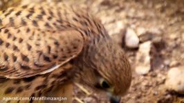 حیات وحش ایران، شکارچی در جا، کوچک چابک  Kestrel