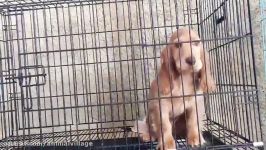 فروش سگ کوکر اسپانیل ، توله کوکراسپانیل Cocker Spaniel