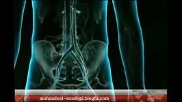 angiography آنژیوگرافی