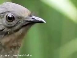 پرنده اي عجيب در استراليا كه هر صدايي را تقليد ميكند