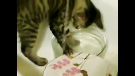 گربه ای تو شستن ظرفها به صاحبش کمک میکنه