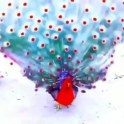 زیباترین طاووس جهان ؛ طاووس سرخ