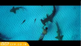 Sharkwater Extinction 2018