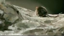 شکار موش زنده توسط ماهی قزل آلای رودخانه ای