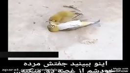 سکته پرنده پس مرگ جفتش