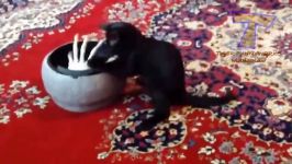 پربازدید ترین ویدیوهای بامزه حیوانات در یوتیوب  بخش 29