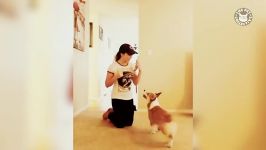 پربازدید ترین ویدیوهای بامزه حیوانات در یوتیوب  بخش 40