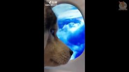 پربازدید ترین ویدیوهای بامزه حیوانات در یوتیوب  بخش 45