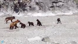 نجات توله خرس ها حمله گرگ توسط خرس مادر
