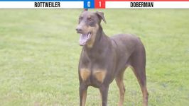 دوبرمَن علیه روتوایلر  Rottweiler VS Doberman