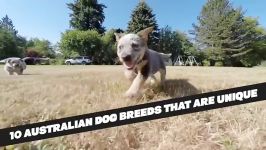 خفن ترین سگ های استرالیا  Ten Unique Australian Dog