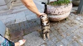 Two tabby cats meowing only for love