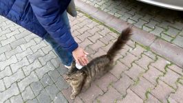 Tabby cat with fluffy tail demands petting unbelievably cute