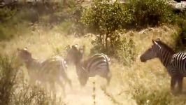 حیات وحش، حمله نبردهای شیر علیه گورخر بوفالو