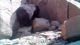 خرس سیاه آسیایی در بشاگرد
