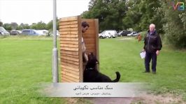 چه سگی بخرم؟ راهنمای کامل برای خرید سگ مناسب شرایط شما