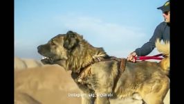 biggest mastiff dog Sarabian Dog persian biggest dogs