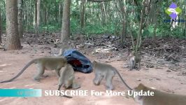 میمون های فضول   سرکار گذاشتن میمونا