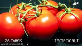 تایم لپس گوجه فرنگی