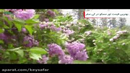 مسکو  Lilac Garden