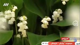 نماهنگ زیبای گل پونه ها صدای ایرج بسطامی