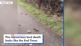 مرگ مشکوک فجیع ۳۰۰ پرنده در یک جاده در انگلیس