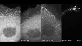 مشاهده شدن انتهای میکروتوبول ها توسط GFP EB1