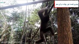 پروژه توانبخشی گیبون پوکت  Gibbon Rehabilitation Project