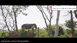 پناهگاه فیل ها کاتو پوکت  Elephant Sanctuary Kathu Phuket