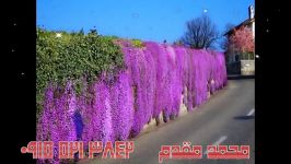 ترانه شاد زیبای زمستون صدای محمد مقدم09155213842