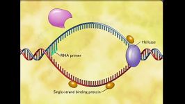 همانند سازی dna