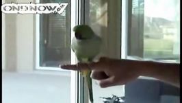 Parrot 5