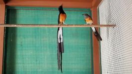 مست خونی white rumped shama