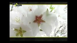 گل بیزه گل بیزهیوسف علیپور
