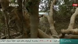 ایران شناسی   037   جنگلهای حرا  استان سیستان بلوچستان  چابهار