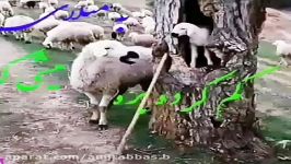 کلیپ فوق العاده زیبا لری  بگردم کوه به کوه درده به دره