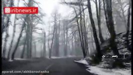 بارش برف در جنگل دالخانی رامسر