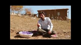 نیلکوه نخستین تولید کنند زعفران در گالیکش