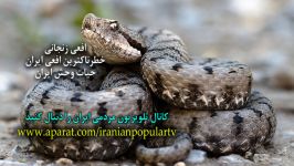 افعی زنجانی خطرناکترین افعی ایران صدای استاد داوود نماینده  حیات وحش ایران