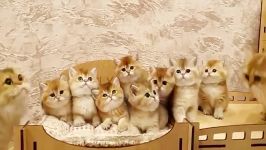 فروش بچه گربه های بریتیش گولد چین چیلا ۰۹۳۶۸۳۰۲۹۸۸